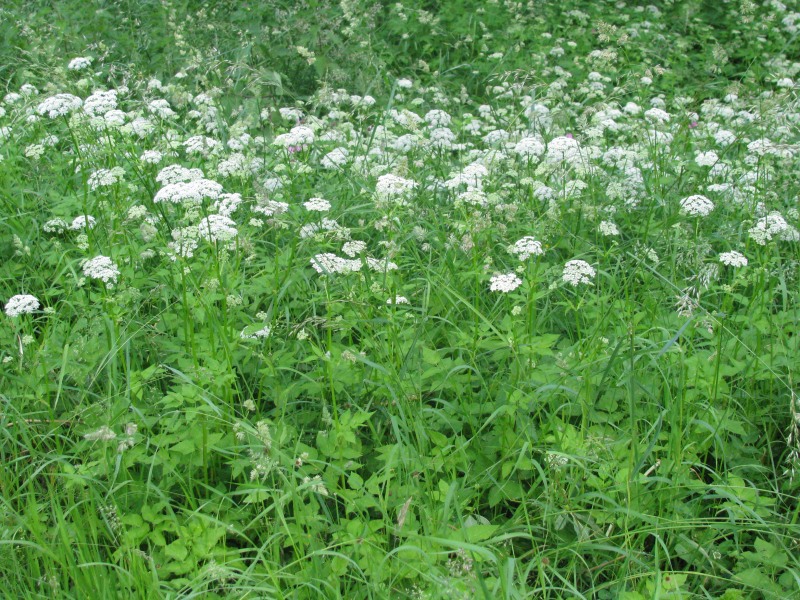 % Geißfuß (Giersch) bio